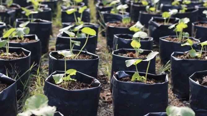 Rows of tree seedings line a grassy surface. They sit in black plastic-looking pots.