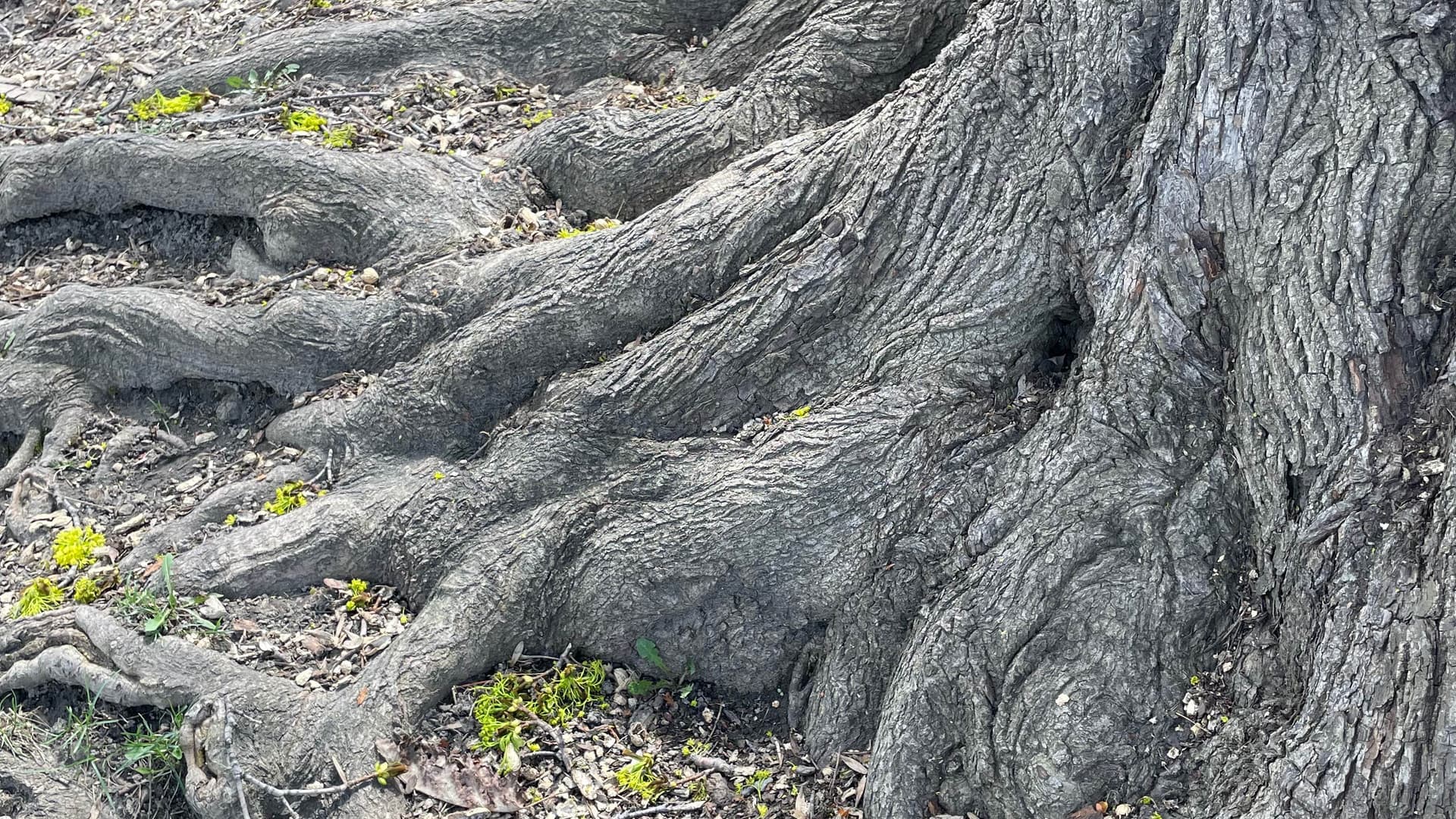 The roots of trees, connected globally through the Earth.