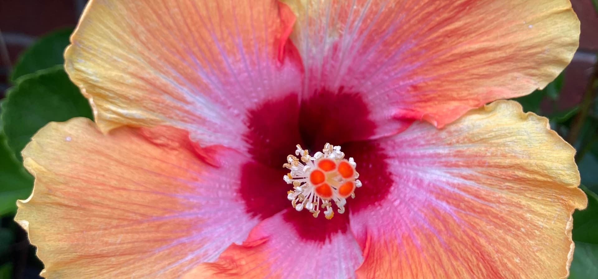 The dazzling red female centre of a flower surrounded by the petals that surround it
